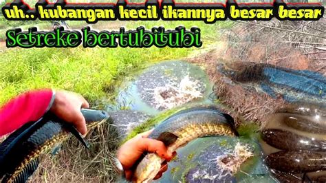 Ngeri Kubangan Kecil Satu Tempat Isinya Ikan Besar Besar Setreke