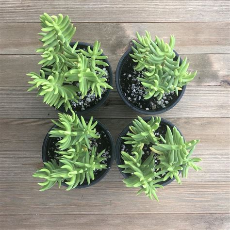 Mini Pine Tree Succulent Crassula Tetragona 4 Inch For Sale Online Harddy