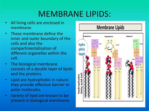 Lipids Structure And Functions Ppt