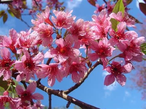 Prunus Cerasoides 20 Seeds, Wild Himalayan Cherry Fruit Tree