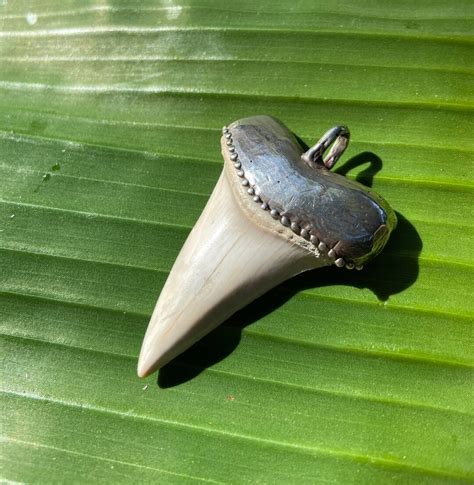 Silver Capped Shark S Tooth Pendant Etsy