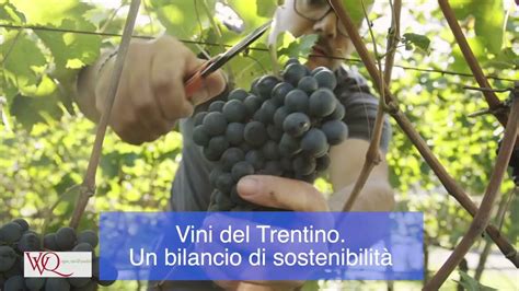 Vini del Trentino il primo bilancio di sostenibilità VVQ Vigne