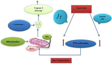 Nutrients Free Full Text Molecular Targets Underlying The