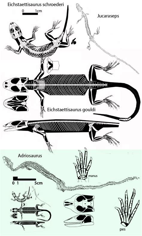 Ardeosaurus Eichstaettisaurus And Jucaraseps