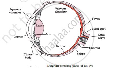 Discover more than 78 sketch diagram of eye - seven.edu.vn