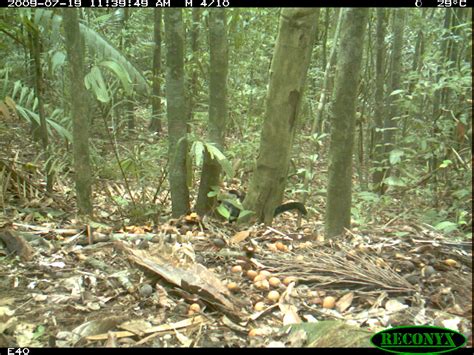 White Faced Capuchin This White Faced Capuchin Cebus Capu Flickr