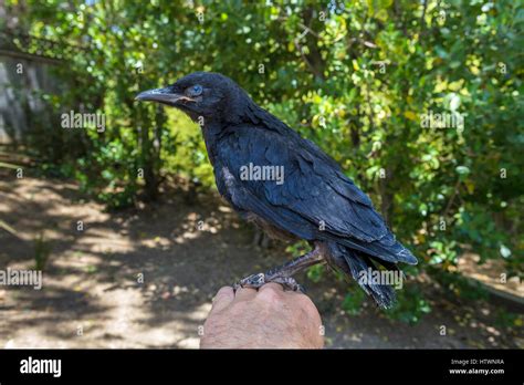 American Crow Fledgling Crow Juvenile Crow Injured Bird Injured