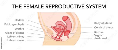 Uterus Diagram Side View