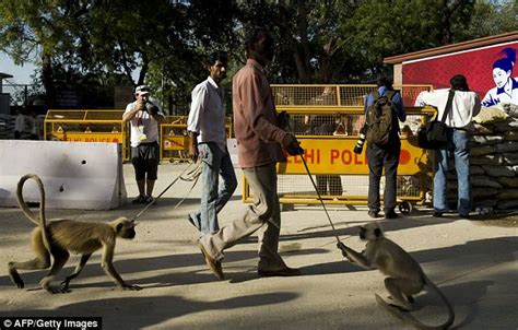 Security Men Hired To Dress Up As Monkeys To Patrol The Streets Of New