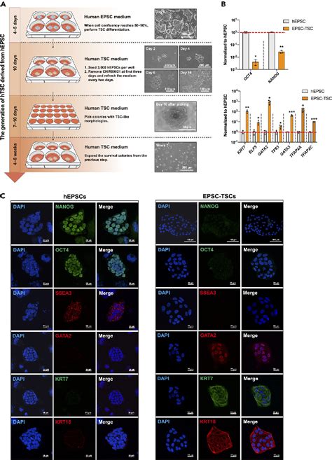 Figure 3 from Derivation of trophoblast stem cells from human expanded ...