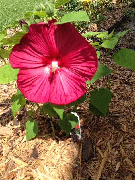 Hardy Dinner Plate Hibiscus Beautiful Flowers Plants Diy Garden