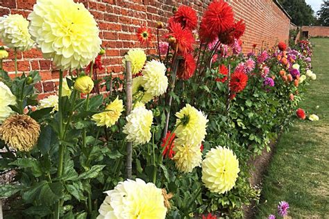 How To Overwinter Dahlia Tubers Florissa