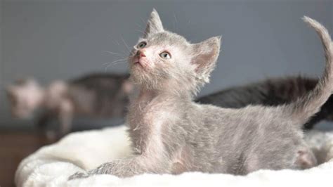 Lykoi Cat - Price, Personality, Lifespan