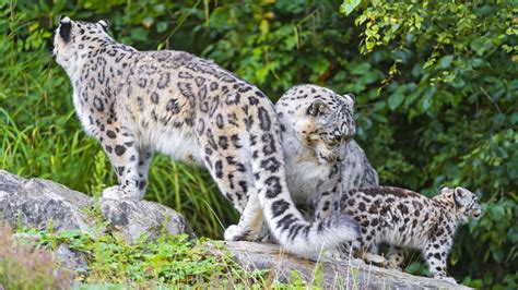 Wallpaper snow leopard, little, family hd, picture, image