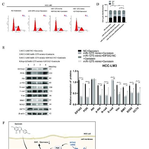 Mir Upregulated By Genistein Inhibited The Progression Of Hcc