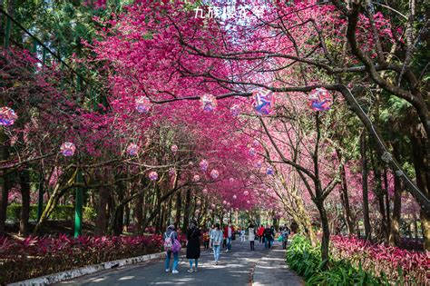 南投｜2021九族櫻花祭，歷年難得一見4種品種5000棵櫻花齊綻放 輕旅行