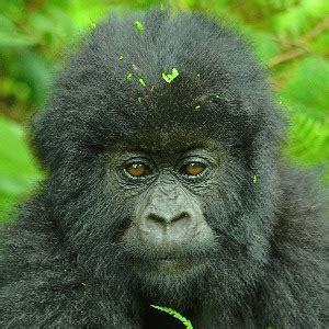 Gorilla Trekking In Rwanda Eco Adventure Safaris