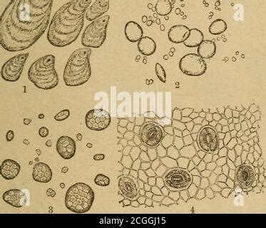 Potato starch grains under the microscope 200x Stock Photo - Alamy