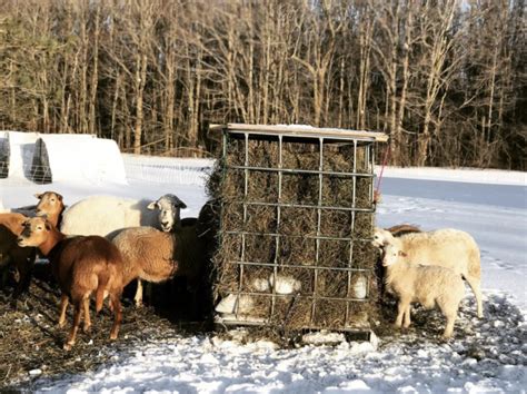 Diy Self Feeding Hay Feeder For Sheep Sage And Shepherd Blog