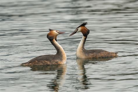 2022-04-24 Great Crested Grebe love dance – desktop-images.com