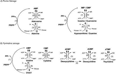 Salvage Reactions Of A Purine And B Pyrimidine Bases And