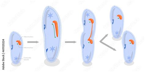 3d Isometric Flat Conceptual Illustration Of Asexual Reproduction In Protozoa Stock Illustration