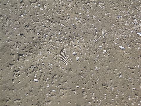 Poured Concrete With Sea Shells Texture Kathryn Wells Flickr