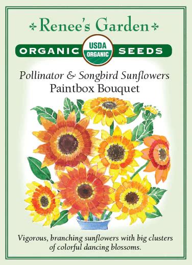 Ren Paintbox Bouquet Sunflower Kiwi Nurseries Ltd