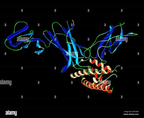 Interleukin 12 Protein Molecule Molecular Model Of The Secondary Structure Of The Cytokine