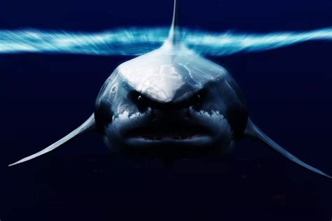 Scientists' answer to whether Megalodon shark still exists in sea ...