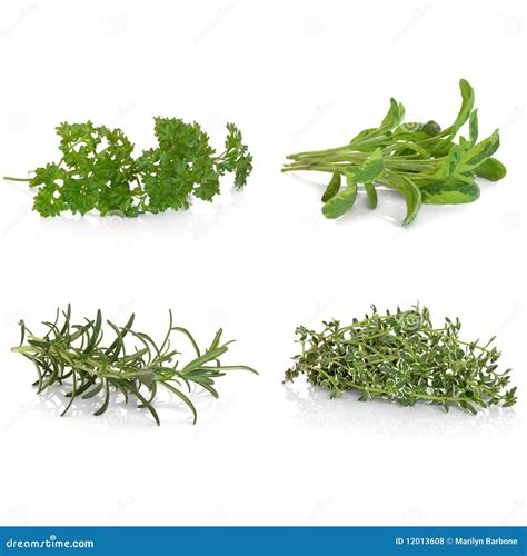 Parsley Sage Rosemary And Thyme Royalty Free Stock Photos Image 12013608