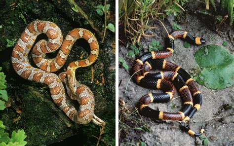 Coral Snake Vs Corn Snake What Is The Difference Reptile Jam