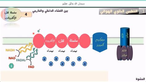 سلسلة نقل الإلكترون Youtube