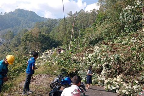 Pohon Besar Di Lintas Parapat Tumbang Arus Lalu Lintas Macet Total