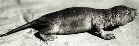 Naked Mole Rat Html 2 26 Naked Mole Rat