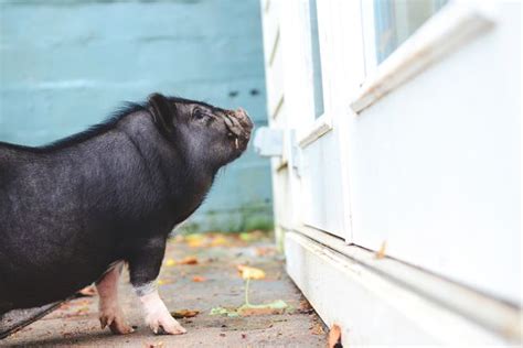 46 Names For Pet Pot Bellied Pigs