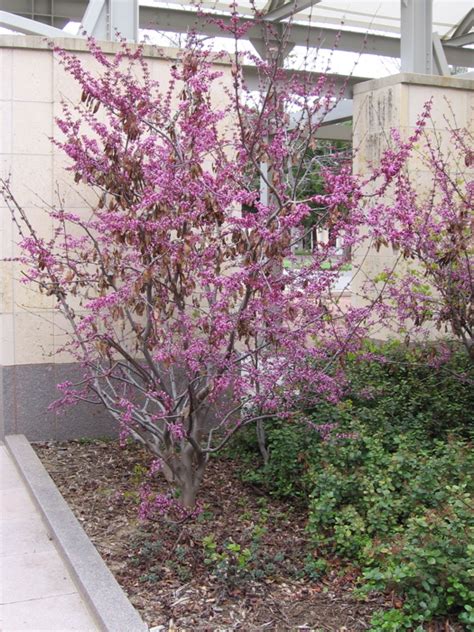 Cercis Occidentalis Western Redbud Trees Of Stanford Environs