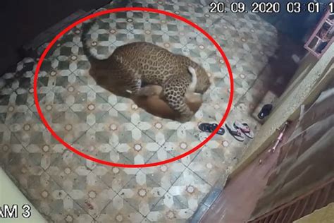 Leopard Attack Dog In Maharashtra Pune Ambegaon Area Incident