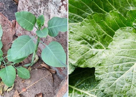 Como Identificar A Falsa Couve - Nicotiana glauca: veja como diferenciar a 'falsa couve' da couve normal ...