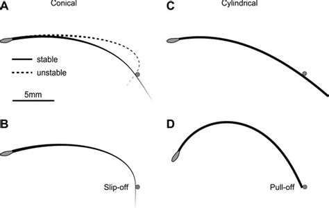 Tapered Whiskers Are Required For Active Tactile Sensation Elife