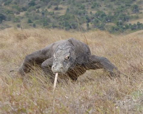 Dragão-de-komodo - Fatos, dieta, habitat e fotos em Animalia.bio