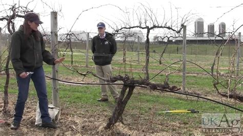 Grape Vine Pruning Demonstration Grape Vines Grape Vine Pruning Prune