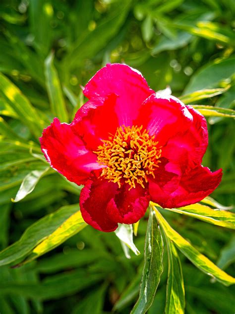 Paeonia Early Scout Xpeony J Paeonia Early Sco Flickr