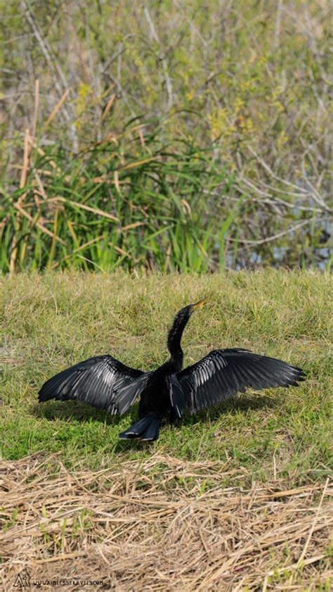 Lake Apopka Wildlife Drive: Photography Tips - Aimless Travels