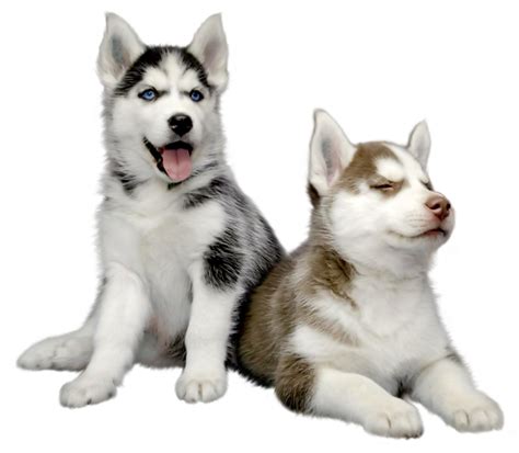 Husky Png Transparent Image Download Size 800x698px