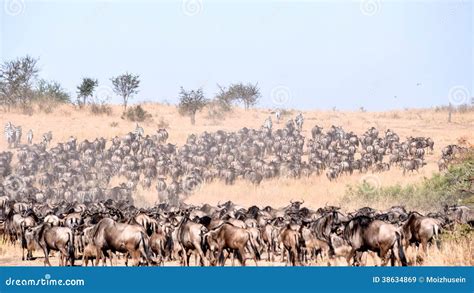 Wild Beest Migration In Tanzania Stock Image Image Of Hairy Area