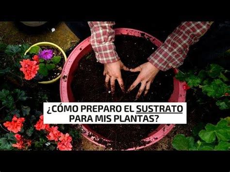 As Preparo El Sustrato Para Mis Plantas F Cil Econ Mico Y Con