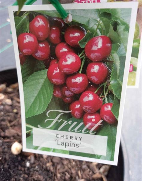 Dwarf Cherry In Mm Pot Canberra Nursery Garden Centre