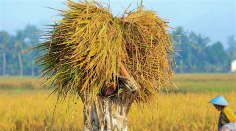 Ride Paddy Harvesting in Yogyakarta Indonesia | BOMANTA