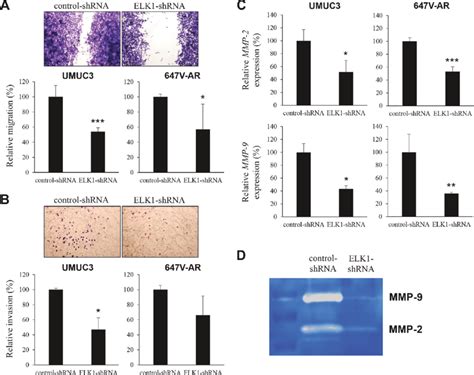 Effects Of Elk Inactivation On Bladder Cancer Cell Migration And